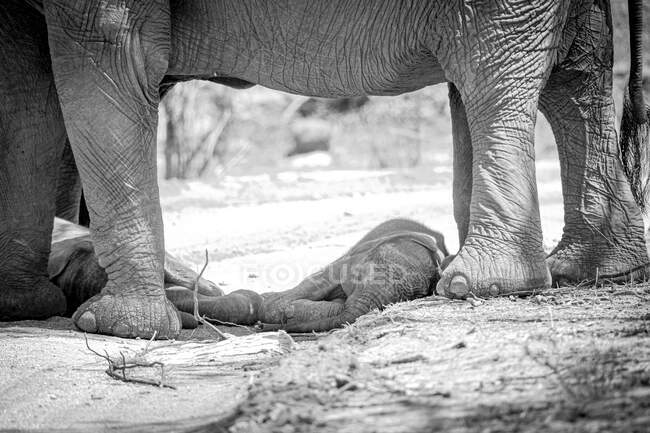Un ternero elefante, Loxodonta africana, acostado debajo de las piernas de su madre, en blanco y negro - foto de stock