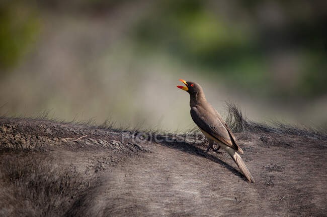 Oxpecker a fatturazione gialla, Buphagus africanus, seduto sul retro di un bufalo — Foto stock