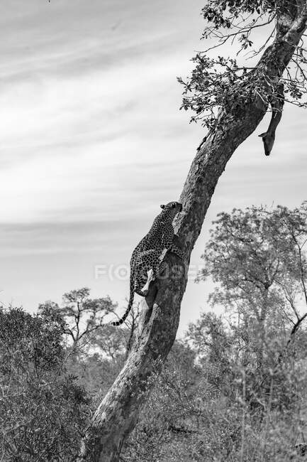 Ein Leopard, Panthera pardus, klettert auf einen Baum, um zu ihrem Impala-Killer Aepyceros melampus zu gelangen — Stockfoto