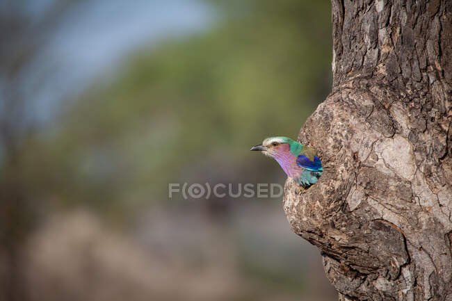 A Lilac Breasted Roller, Coracias caudatus, sitting in a hole in a tree — Stock Photo
