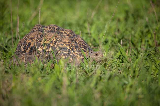 Una tortuga leopardo, Stigmochelys pardalis, caminando por el suelo - foto de stock