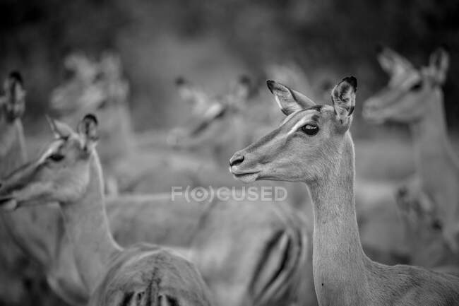 A herd of impalas, Aepyceros melampus, standing with their heads up, in black and white — Stock Photo