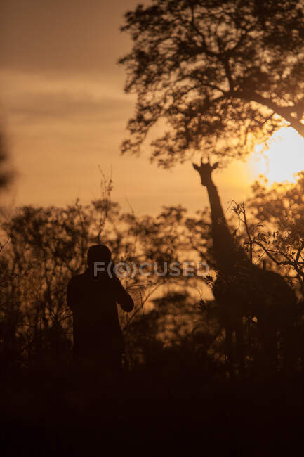 Persona silueta mientras toma una foto de una jirafa silueta al atardecer, Jirafa camelopardalis jirafa - foto de stock