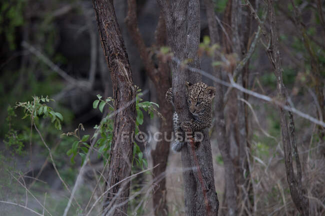 Un cachorro de leopardo, Panthera pardus, colgando de un tronco de árbol de cosas - foto de stock