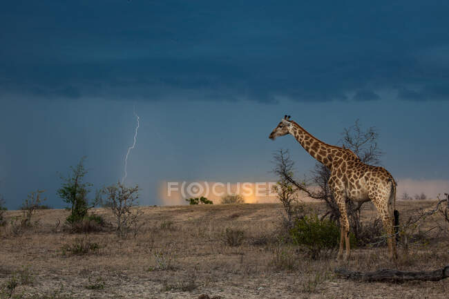 A giraffe, Giraffa camelopardalis giraffa, watching a thunderstorm — Stock Photo