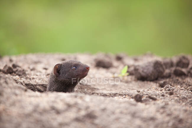A dwarf mongoose, Helogale parvula, peeking its head out of a burrow — Stock Photo
