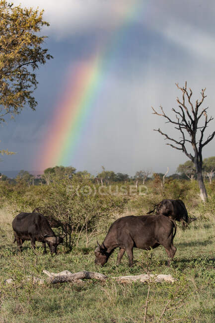 Eine Büffelherde, Syncerus caffer, weidet auf kurzem grünen Gras, Regenbogen am Himmel — Stockfoto