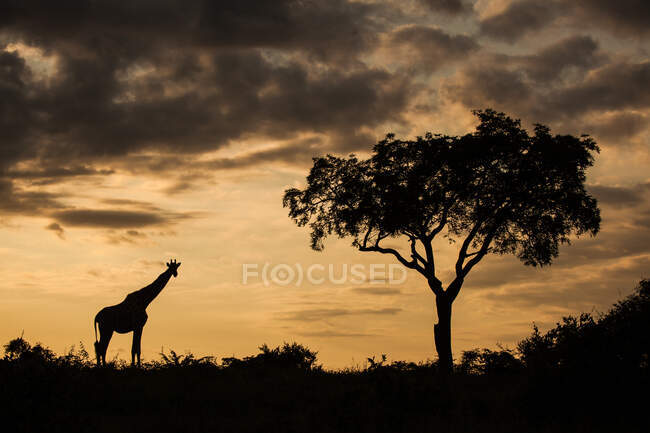 Uma silhueta de uma girafa e uma árvore, Girafa camelopardalis girafa, ao pôr-do-sol — Fotografia de Stock