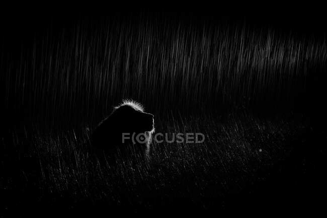 A male lion, Panthera leo, sitting in the darkness and rain, lit up by spotlight, in black and white — Stock Photo