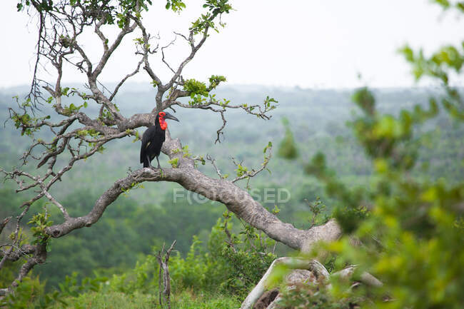 Ground Hornbill, Bucorvus leadbeateri, сидячи на гілці — стокове фото