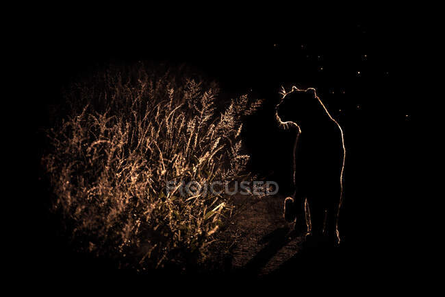 Ein Leopard, Panthera pardus, spaziert nachts durch langes Saatgras, beleuchtet von einem Scheinwerfer — Stockfoto