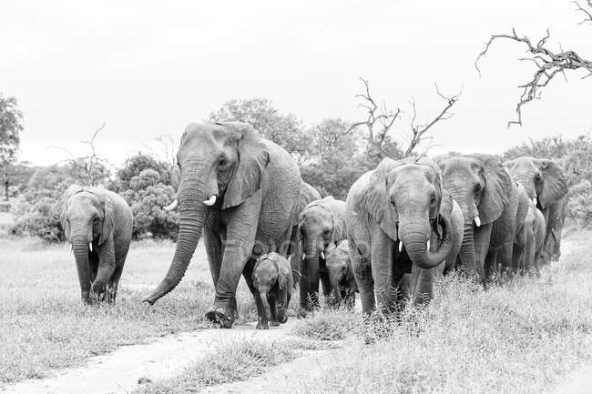 Una mandria di elefanti, Loxodonta africana, passeggiando lungo una strada sterrata, in bianco e nero — Foto stock