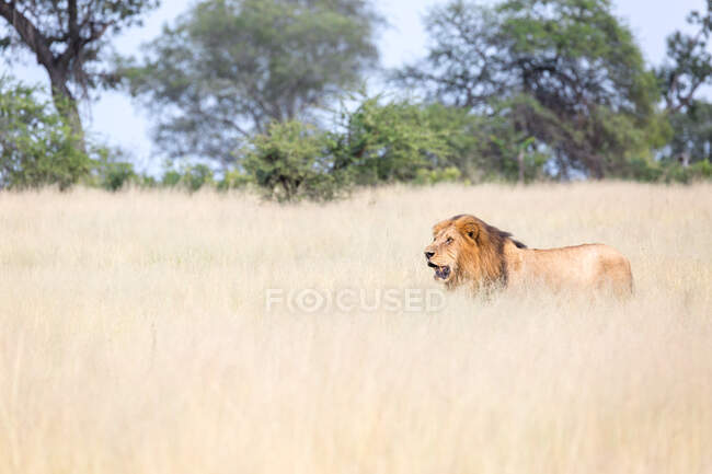 Un león macho, Panthera leo, caminando a través de la hierba seca - foto de stock
