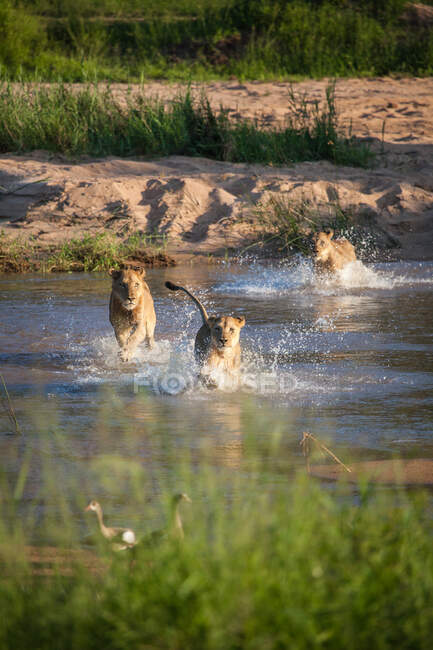 Гордість левів Пантера лео, що протікає через річку. — стокове фото