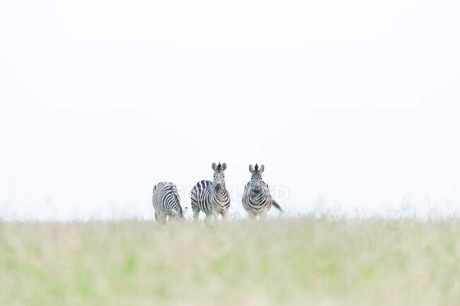 Три зебри, рівнодення кваґі, ходьба на короткій зеленій траві, білий фон неба — стокове фото