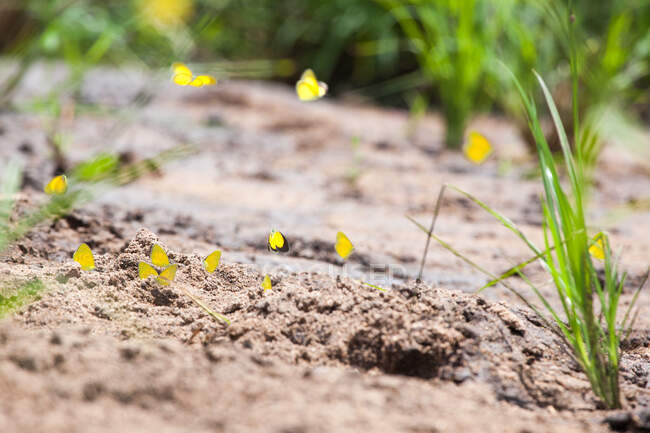 Флок з розмежованої трави жовтуватих метеликів, Eurema brigitta — стокове фото