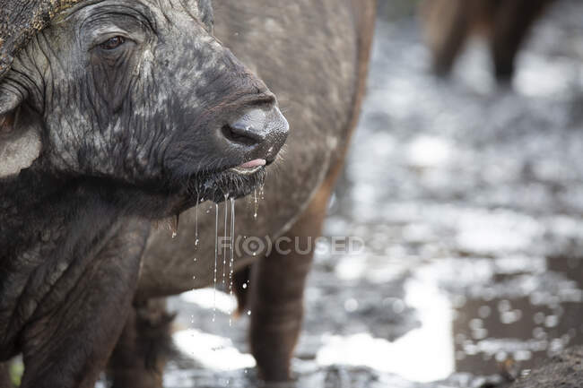 Un búfalo, caffer Syncerus, agua potable, agua goteando de su boca, mirando fuera de marco - foto de stock