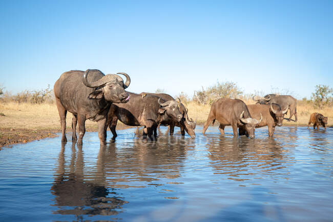 Una manada de búfalos, caffer Syncerus, agua potable de un pozo de agua, fondo azul del cielo - foto de stock
