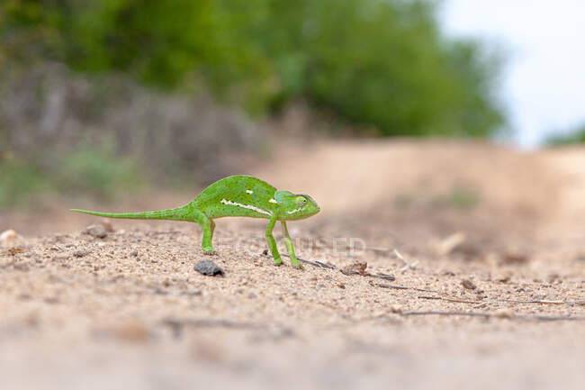 Flap Necked Chameleon, Chamaeleo dilepis, walking — Stock Photo