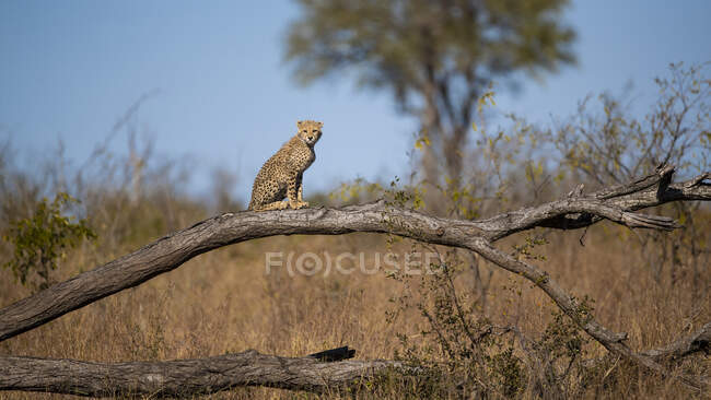A cheetah cub, Acinonyx jubatus, sitting on a fallen over branch — Stock Photo