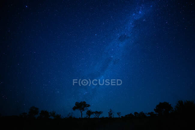 Silhuetas de árvores sob Via Láctea à noite — Fotografia de Stock
