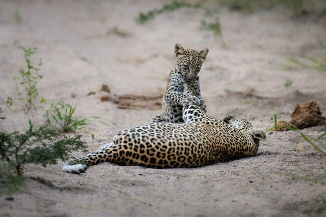 Um leopardo e seu filhote, Panthera pardus, brincando juntos na areia — Fotografia de Stock