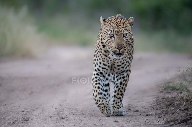 Ein männlicher Leopard, Panthera pardus, läuft auf einer Sandstraße — Stockfoto