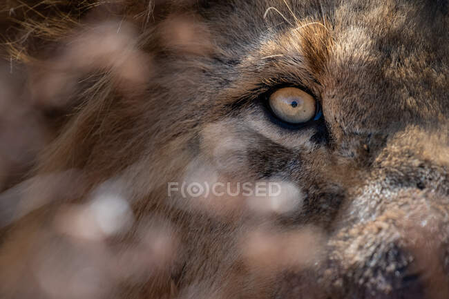 Das Auge eines Löwen, Panthera leo — Stockfoto