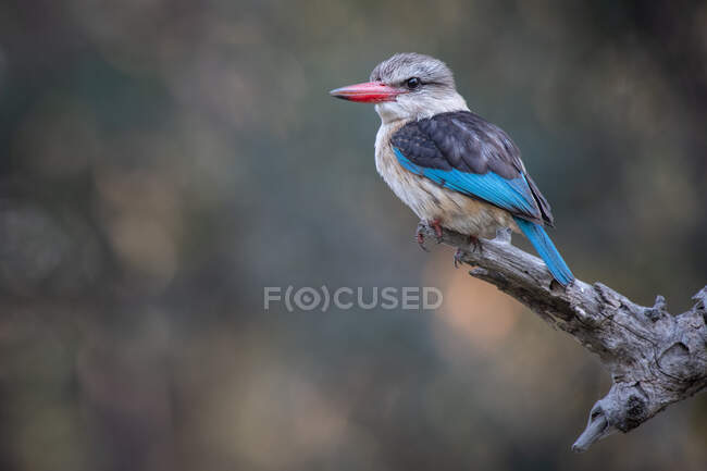 Brown Headed Kingfisher, Halcyon albiventris, sitting on a branch — Stock Photo