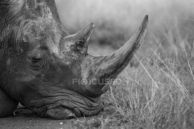 Um rinoceronte branco, Ceratotherium simum, descansando a cabeça no chão, coberto de lama, em preto e branco — Fotografia de Stock
