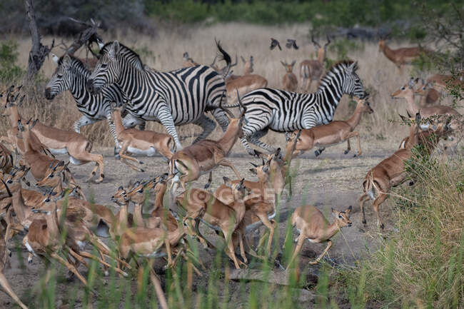A herd of impalas, Aepyceros melampus, and a herd of zebras, Equus quagga, scatter from a clearing — Stock Photo