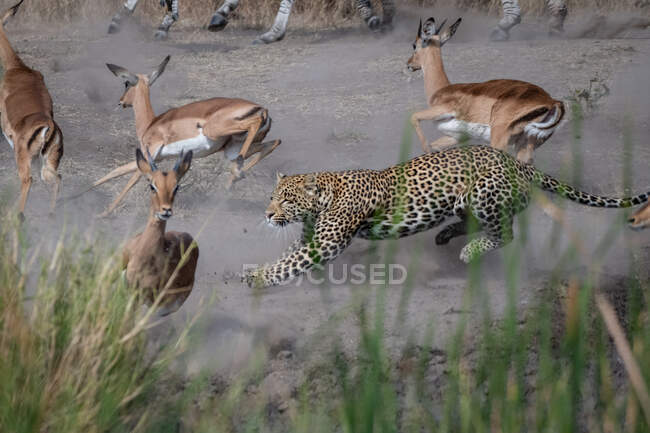 Ein Leopard, Panthera pardus, jagt ein Impala, Aepyceros melampus — Stockfoto