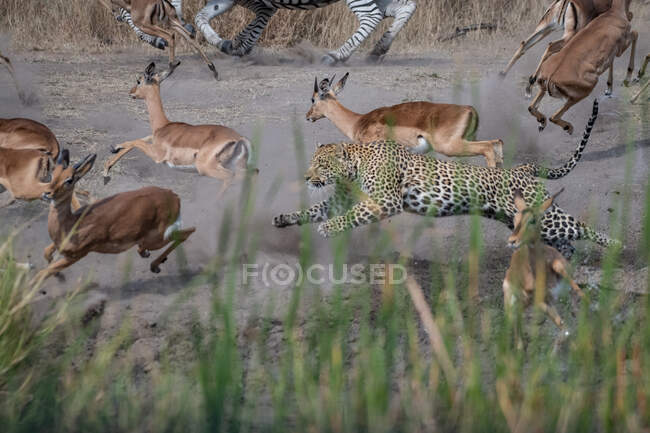Um leopardo, Panthera pardus, perseguindo impalas, Aepyceros melampus — Fotografia de Stock
