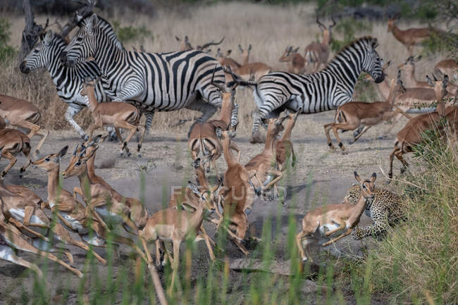 A leopard, Panthera pardus, chasing an impala, Aepyceros melampus and zebra, Equus quagga — Stock Photo