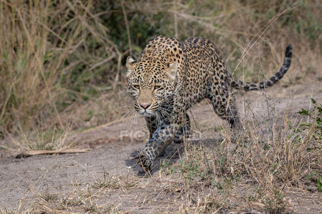 A leopard, Panthera pardus, stalking with muddy legs — Stock Photo