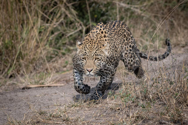 Un leopardo, Panthera pardus, acechando con patas fangosas - foto de stock