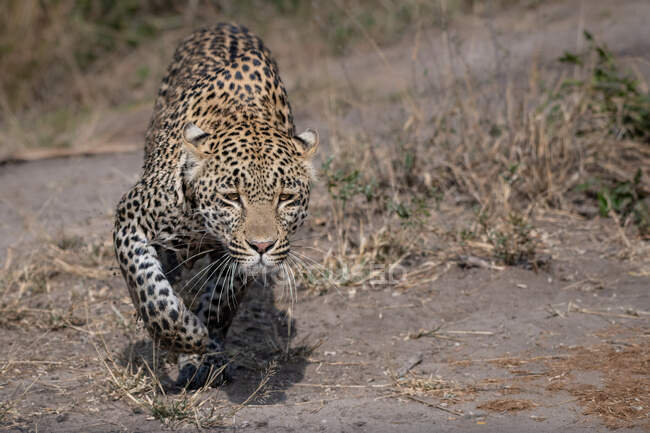Un leopardo, Panthera pardus, stalking con le gambe fangose — Foto stock