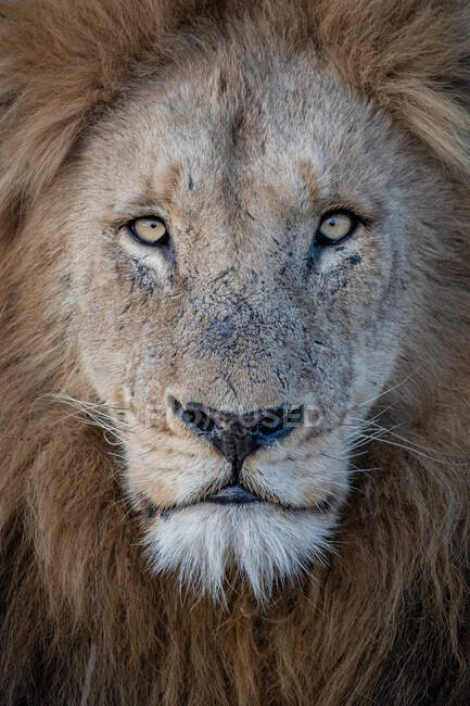 Ritratto di un leone maschio, Panthera leo, sguardo diretto — Foto stock