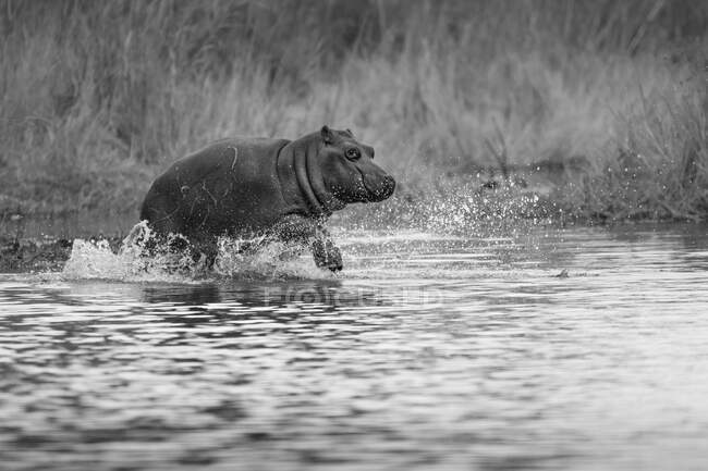 Um bezerro hipopótamo, Hippopotamus amphibius, correndo através da água, em preto e branco — Fotografia de Stock