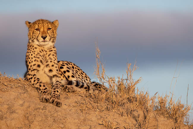A cheetah, Acinonyx jubatus, lying on a termite mound in the sun, direct gaze — Stock Photo