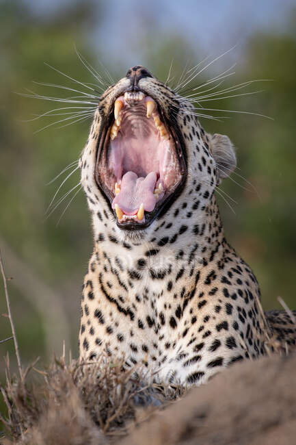 Um leopardo, Panthera pardus, bocejo — Fotografia de Stock