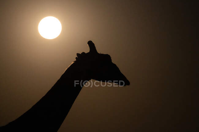 The silhoutte of a giraffe, Giraffa camelopardalis giraffa, sun in background — Stock Photo