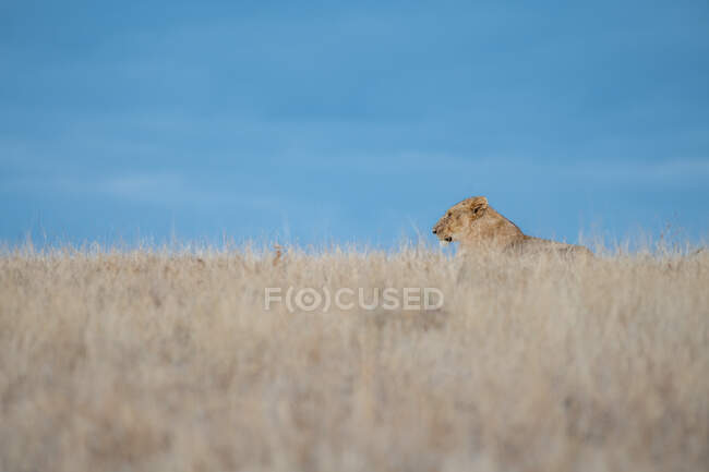 Uma leoa, Panthera leo, deitada em grama seca, fundo céu azul — Fotografia de Stock