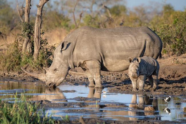 Un rinoceronte bianco e un vitello, Ceratotherium simum, che bevono in una pozza d'acqua — Foto stock