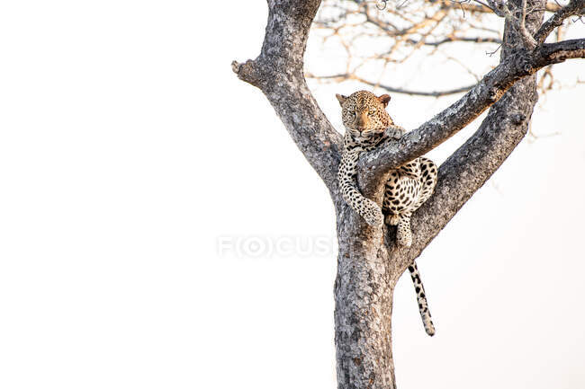 Un leopardo, Panthera pardus, acostado en un árbol, fondo blanco - foto de stock
