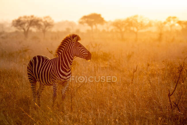 Una zebra, Equus quagga, in piedi con un tramonto sullo sfondo — Foto stock