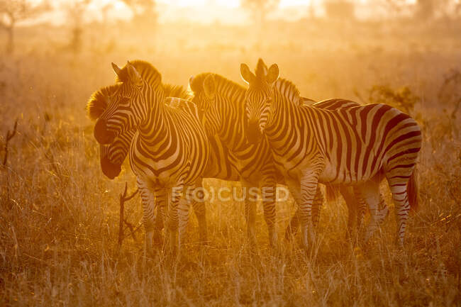 Una manada de cebras, Equus quagga, de pie juntos al atardecer, retroiluminadas - foto de stock