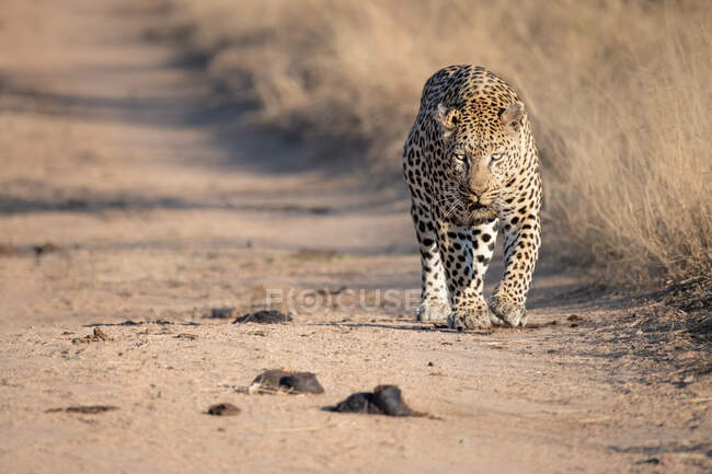 Un leopardo, Panthera pardus, caminando por un camino de arena - foto de stock