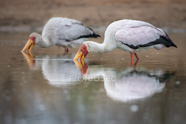 Due cicogne a becco giallo, Mycteria ibis, pesci per rane — Foto stock