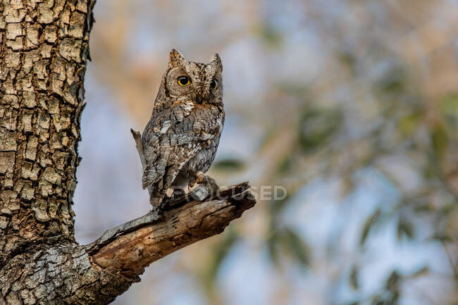 Африканські копи Owl, Otus senegalensis, сидять на дереві. — стокове фото